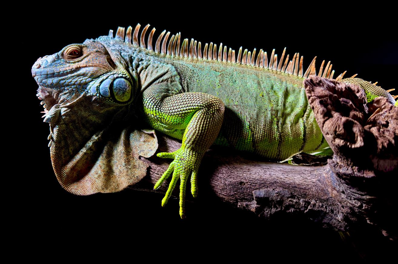 A detailed photo of a green iguana, captured with the 48MP Main camera on iPhone 15 Pro camera